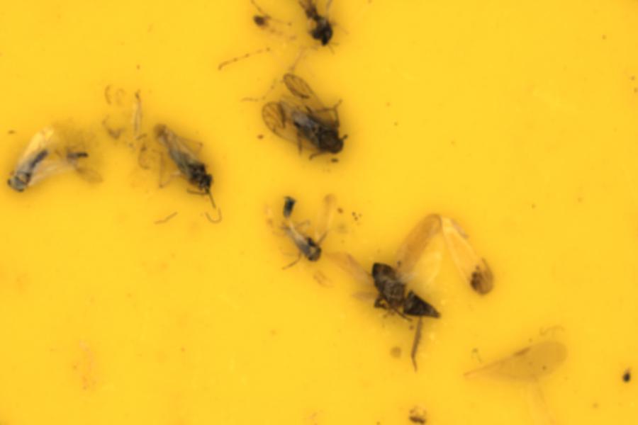 Image 27